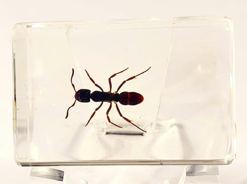 Image of 44mm Real Tropical Giant Ant in Crystal Clear Lucite Resin Specimen Preserved Pseudoneoponera Rufipes Insect Taxidermy Crafts Collection for Biology Science Education Desk Ornament Display Supplies