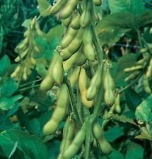 100 Butterbean, semillas de soja - soja comestible, orgánico no GMO, sin tratamiento de semillas