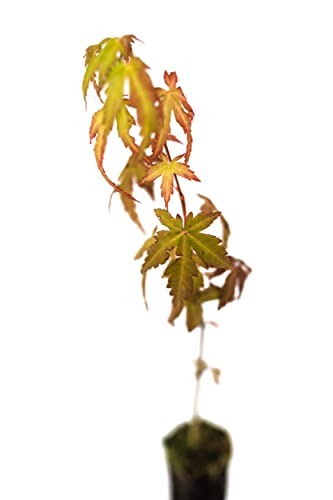 Japanese Maple | Small Tree Seedling | The Jonsteen Company