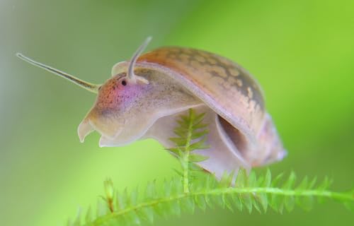 NatureHolic Blasenschnecke Physa sp. 10 Stück - Aquarium Schnecken lebend - Algenfresser, Putztrupp & Futterreste Entferner Schnecke - für Nanoaquarien geeignet - Natürliche Aquarien Reinigung