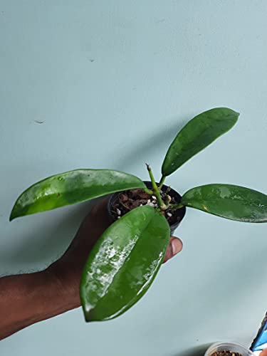 Image of GREEEN Earth Hoya MELIFLUA Wax Live Small Plant 1 Piece