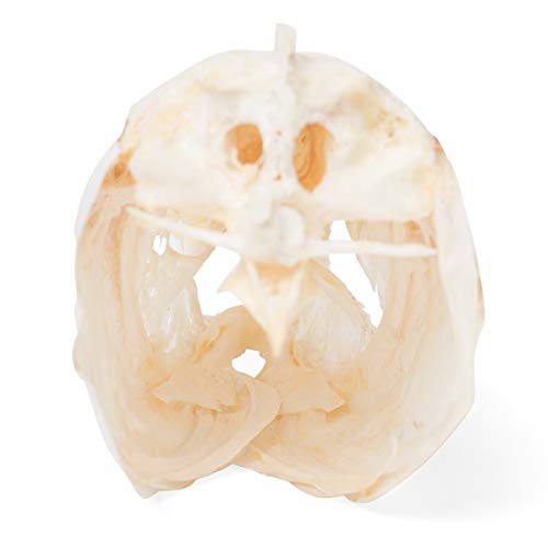 Image of 3B Scientific GmbH T30010 Carp Skull