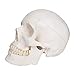 RONTEN Human Skull Model, Skull Anatomy Model, Life Size Replica Medical Anatomy Anatomical Adult Model with Removable Skull Cap and Articulated Mandible, Full Set of Teeth，7.2x4.2x4.95in