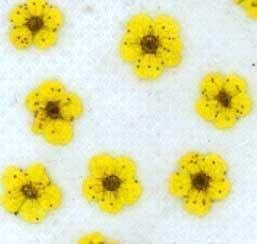 業務用 押し花 ネイル用小花 黄色染め 大容量 500枚ドライフラワー デコ レジン 封印