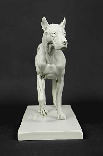 Image of 3dtotal Anatomy: Canine Figure