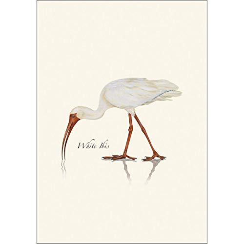 Image of Earth Sky + Water - White Ibis Notecard Set - 8 Blank Cards with Envelopes