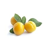 Fresh Yellow Plums 16 Units | Sweet & Juicy Stone Fruit | Perfect for Snacking, Baking, Desserts & Smoothies | Premium Hand-Selected Produce