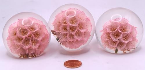 Image of 60mm Real Rose Pink Windmill Fruit Starflower Flower Pincushion Seeds in Clear Lucite Resin Paperweight Scabiosa Stellata Anniversary Wedding Valentine Mother's Day Gift Herbarium Display Collection