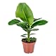 Bananenpflanze Bloomique – Musa Oriental Dwarf – Zimmerpflanze