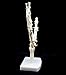 Human Hand Skeleton Model on Base, Hand Bone,Life Size, Articulated