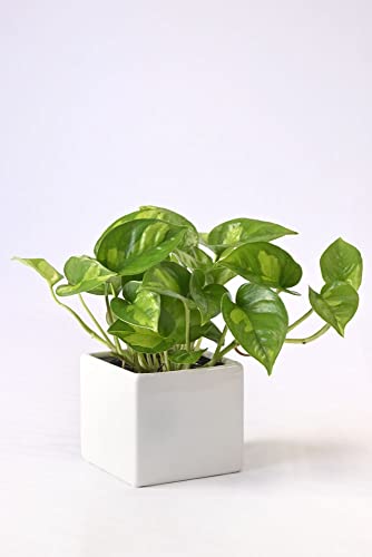 ϗtA { |gXEO[oO[ XNGA|bgiVCj[zCgj ~j ϗtA CeA O[ y~j|bgEIׂA|bgz