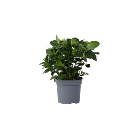 Gardenia Jasminoids Maintenance-Free Houseplant Cover