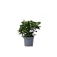 Jasminpflanze Gardenia jasminoides – Pflegeleichte Zimmerpflanze mit Duft