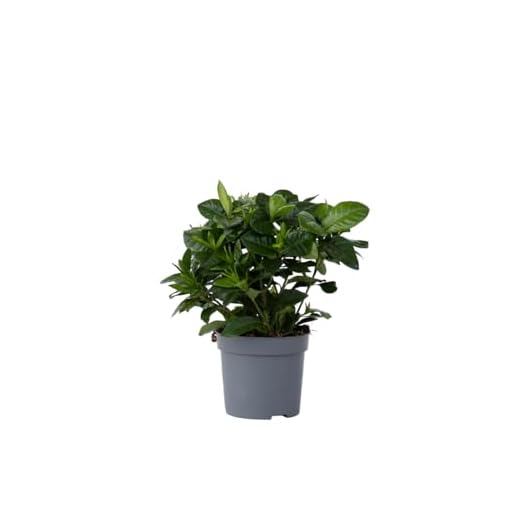 Plant in a Box - Gardenia Jasminoides - Jasmin du Cap Plante d'intérieur - Pot 13cm - Hauteur 20-30cm