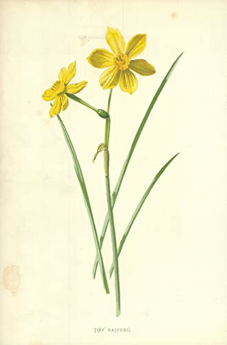 Lienzo de Piccolo narciso de F. E. Hulme de 60x90cm, ideal para transformar las paredes de tu hogar