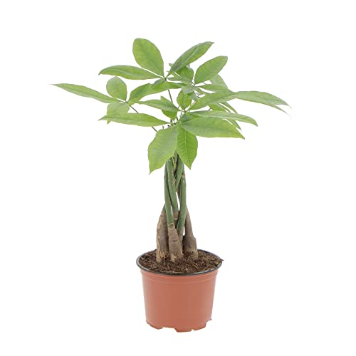 KENTIS - Pachira Acquatica - Pianta da Interno Portafortuna - Piante Vere da Appartamento - H 35-45 cm Vaso Ø 12 cm