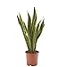 Produktbild AIRY Bogenhanf (Sansevieria Trifasciata)  Luftreinigende Pflanze  Topf-Ø ca. 17cm, Höhe mit Topf ca. 65cm  Zimmerpflanze in gärtnerischer Qualität  Sicherer Pflanzenversand  Deutsche Gärtnerei