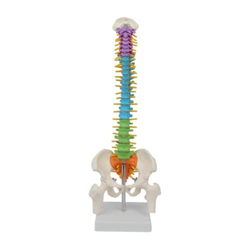 Garende Modelo de coluna vertebral humana, modelo de coluna vertebral de 45 cm com suporte de exibiç