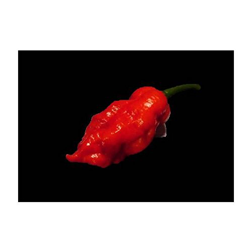  Idroponica Naga Morich