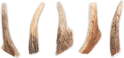 RF-Deer Elchgeweih, Geweihstück Größe XXL - 1 Stück - Natürlicher Geweih-Kausnack für Hunde, Gesunder Kauspielzeug, Kauknochen für Zahnpflege Hund, Hundespielzeug, Hard, 220-280 g, 18-21 cm