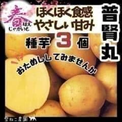 【種芋】普賢丸 じゃがいも種芋３個セット！ほくっとやさしい甘み♡作りやすい馬鈴薯 Amazon.co.jp: 種芋 普賢丸 春じゃがいも種芋3個 ほくほくやさしい