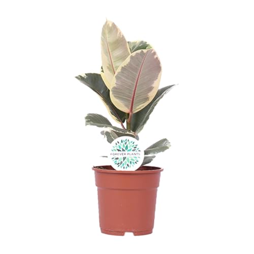 Ficus Elastica Tineke - 40-50cm - Ø17cm - Pianta d'appartamento - Sempreverde