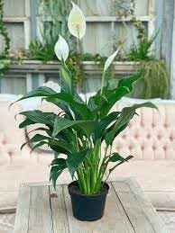 Image of Peace Lily Plant, Live Spathiphyllum,Air purifier Good Luck Plant Indoor Flowering Plant Large Green leaf (pack Of 1 with pot) zp 9
