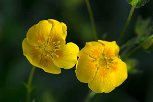 Rock Rose Nr. 26 Princeps Original Bachblüten Felsenrosen Tropfen