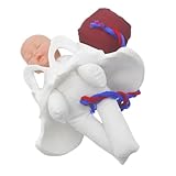 Garneck Geburtshilfliches Beckenmodell Plazenta Kompaktes Langlebiges Lehrmodell für Hebammenausbildung und Schwangerschaftsdemonstration Vielseitig Einsetzbar in Klinik und Unterricht