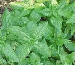 50 Semi di limone basilico HR350:Grani