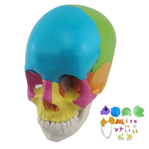 KANGJIEM Life-Size Human Skull Model for Anatomy with 22 Colorful