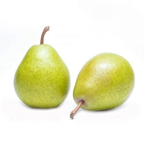 Image of Fresh Pear Indian Nashpati Fruit, 500 g