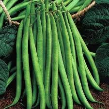 Image of LIVE GREEN French Beans Organic F1 Hybrid Seeds (LG-SSED120)