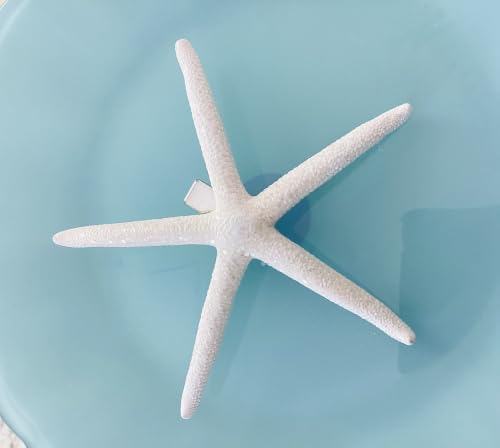 Real Starfish Hair Clip image 5