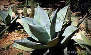 Seeds Rare Agave Gietolagola @ Crème Brucée Exotic Seed Secuant Aloe Plant - 15 Seeds: Only Seeds