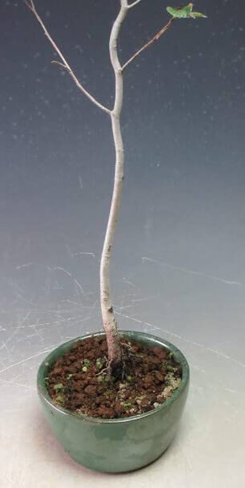 中程度の高さの盆栽ブナ 中程度の高さの盆栽ブナ