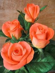 Mphmi English Rose (Any Color) - Plant (Plant Height 4 inches, Pack of 1 English Rose Plant) (B08SWN136D) Amazon Price History, Amazon Price Tracker