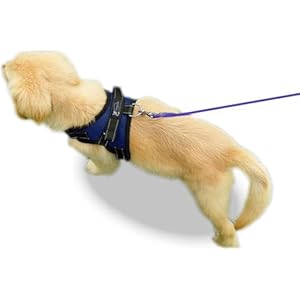 No-Pull-Reflective-Adjustable-Dog-Harness-With-Handle-Comfortable-Soft-All-Weather-Mesh-Easy-On-Puppy-Harness-For-Small-Medium-and-Large-Dogs-Blue-Small - Cucciolini Doodles   No-Pull-Reflective-Adjustable-Dog-Harness-With-Handle-Comfortable-Soft-All-Weather-Mesh-Easy-On-Puppy-Harness-For-Small-Medium-and-Large-Dogs-Blue-Small