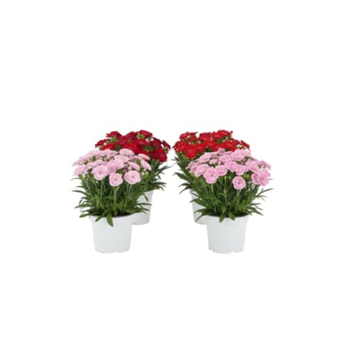 Pack Ambiente Floral – Cuatro Claveles Naturales en Maceta | Lote de 4 Claveles Naturales DECOALIVE para Interior y Exterior