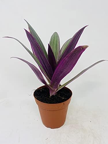 Live Boat Lily | Oyster Plant | Cradle Lily | Moses-in-the-Cradle | Men in a Boat- plant for home decoration-with nursery grow bag (1 Healthy Live Plant)