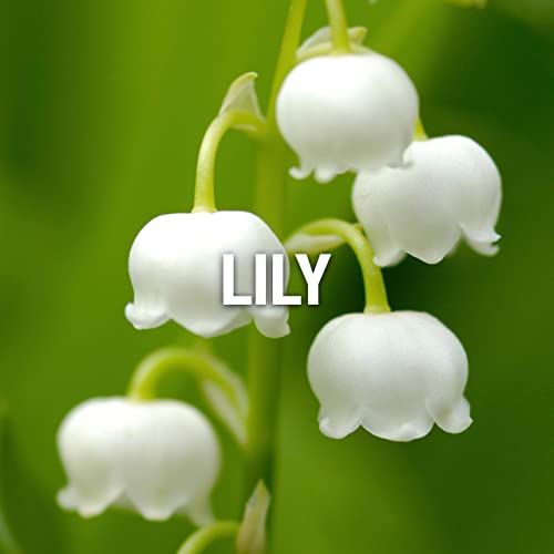 Wings by Giorgio Beverly Hills for Men, Eau De Toilette Spray, 3.4-Ounce