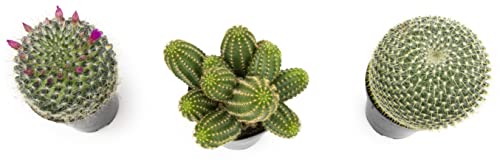 Altman Plants, Assorted Cactus Plants Live Plants (3Pk), Cactus Plant Live Succulents Plants Live Cactus Decor, Indoor Plants Live House Plants In Cactus Soil, Live Cacti Plants Live Succulent Plants #TOP2