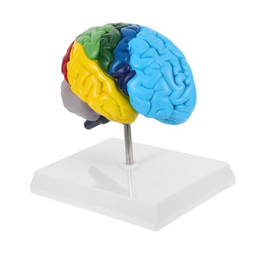 BAZEITFLOW Desmontable para Educación Médica Detallado y Duradero para Enseñanza de Neurociencia y Estudio