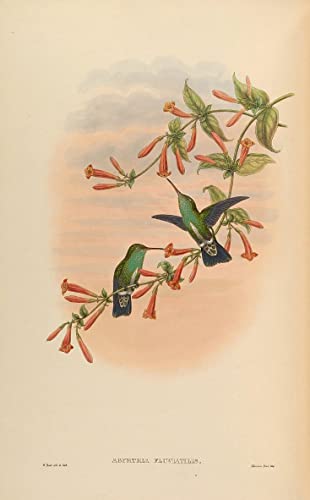Toile oiseau Amazilia Fimbriata impression HD TVLAR
