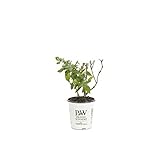 Miss Pearl Butterfly Bush (Buddleia) Live Shrub, White Flowers, 4.5 in. Quart