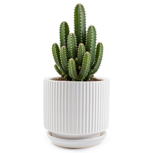 Macetas de cerámica de 5.1 pulgadas con sumidero, macetas pequeñas para plantas de interior con agujero de drenaje, macetas de rayas verticales con textura blanca para decoración del hogar, maceta de