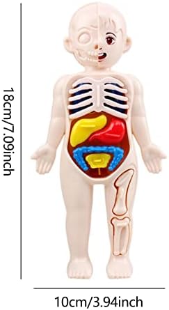 Kids Human Organs Model,Human Body Anatomy Model, Body Anatomy Play Set with 15 Removable Parts Heart Visceral Medical Nursing Preschool Learning Toys for Kids Home School 6 312DFRC6ssL. AC