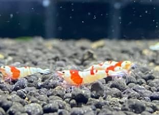 Crystal Red A/S Plus Freshwater Shrimp for Aquarium, Live Aquatic Invertebrates with DOA Coverage
