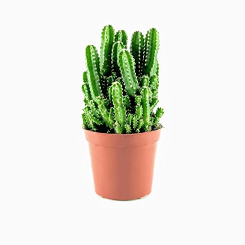 Creative Farmer Indoor Plant Real Fairy Castle Cactus Hanging Pot...