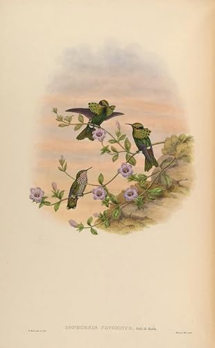 Tableaux Murale Art Oiseau Lophornis : Créez un salon élégant avec le poster John Gould 60x90